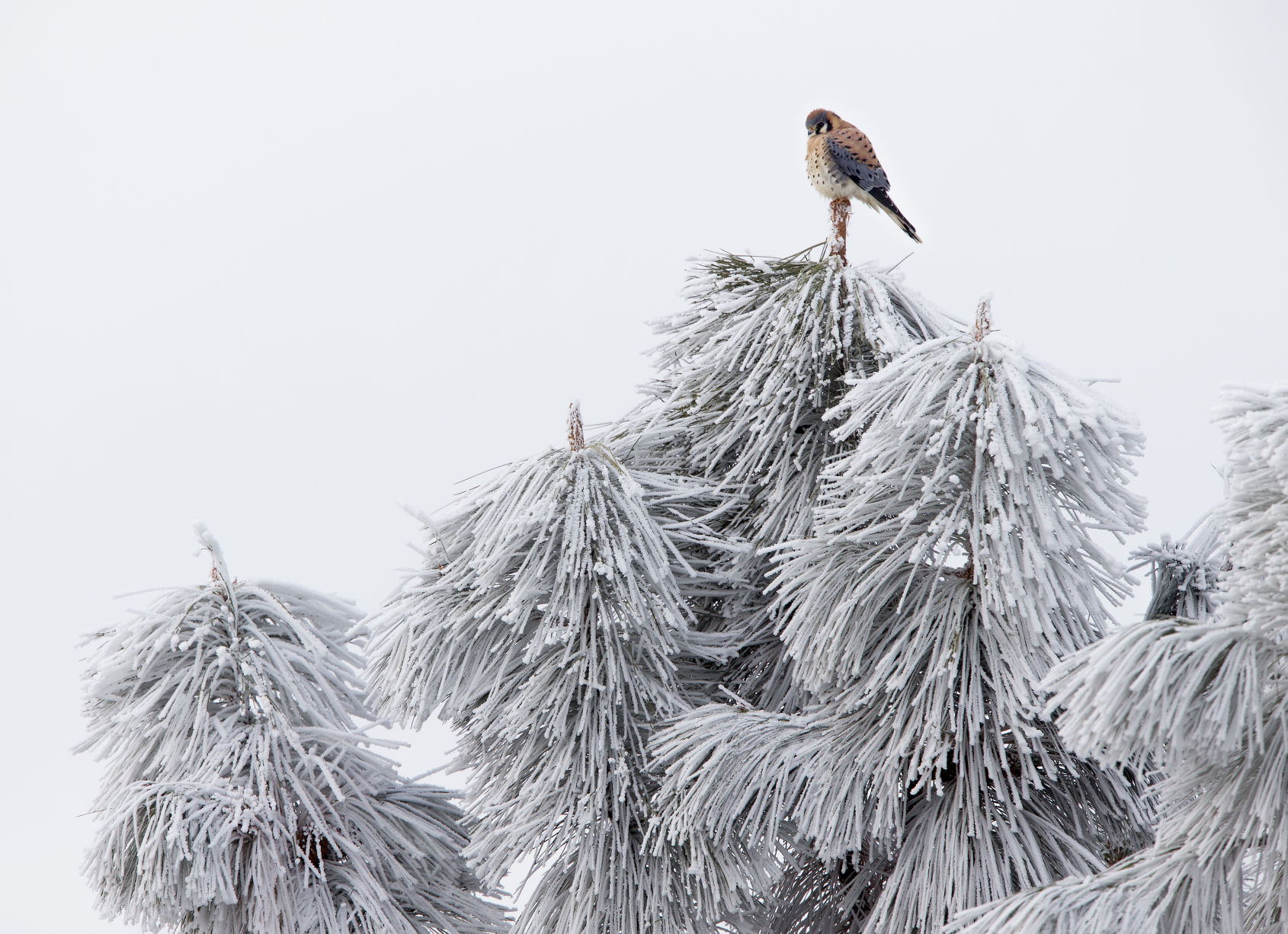 191219-newslocal-frost 01.jpg